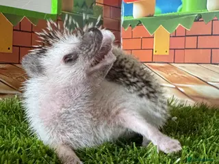 Pygmy Hedgehog rodents Pretty APH ready for their new homes - Advert 6