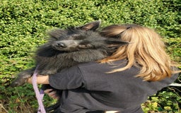 German Spitz dogs for sale: Friendly Freddie Looking For Loving Home - Image 3