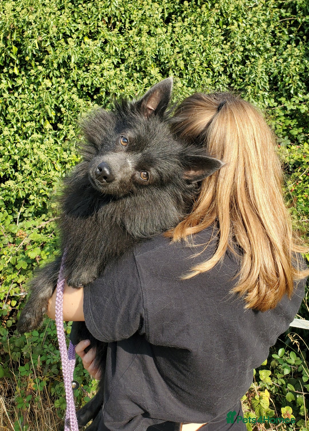 German Spitz dogs for sale: Friendly Freddie Looking For Loving Home - Image 3