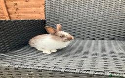 Netherland Dwarf rabbits for sale: Beautiful Netherland dwarfs - Image 7