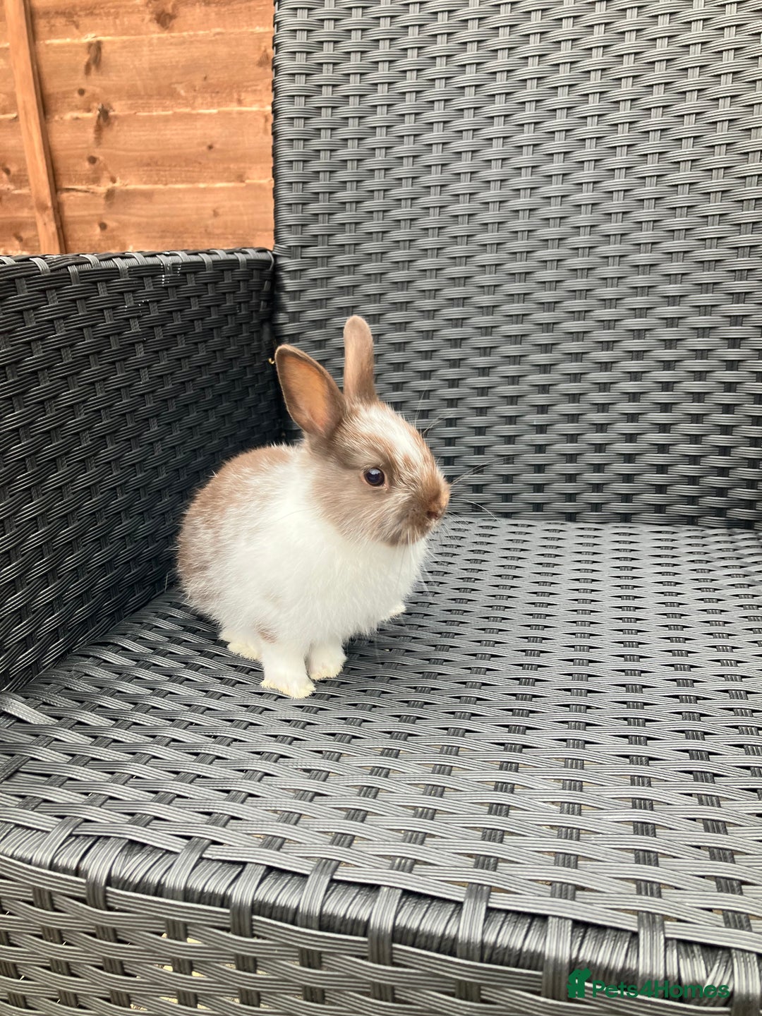 Netherland Dwarf rabbits for sale: Beautiful Netherland dwarfs - Image 7
