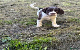 English Springer Spaniel dogs for sale: Gorgeous English Springer spaniel puppies - Image 11