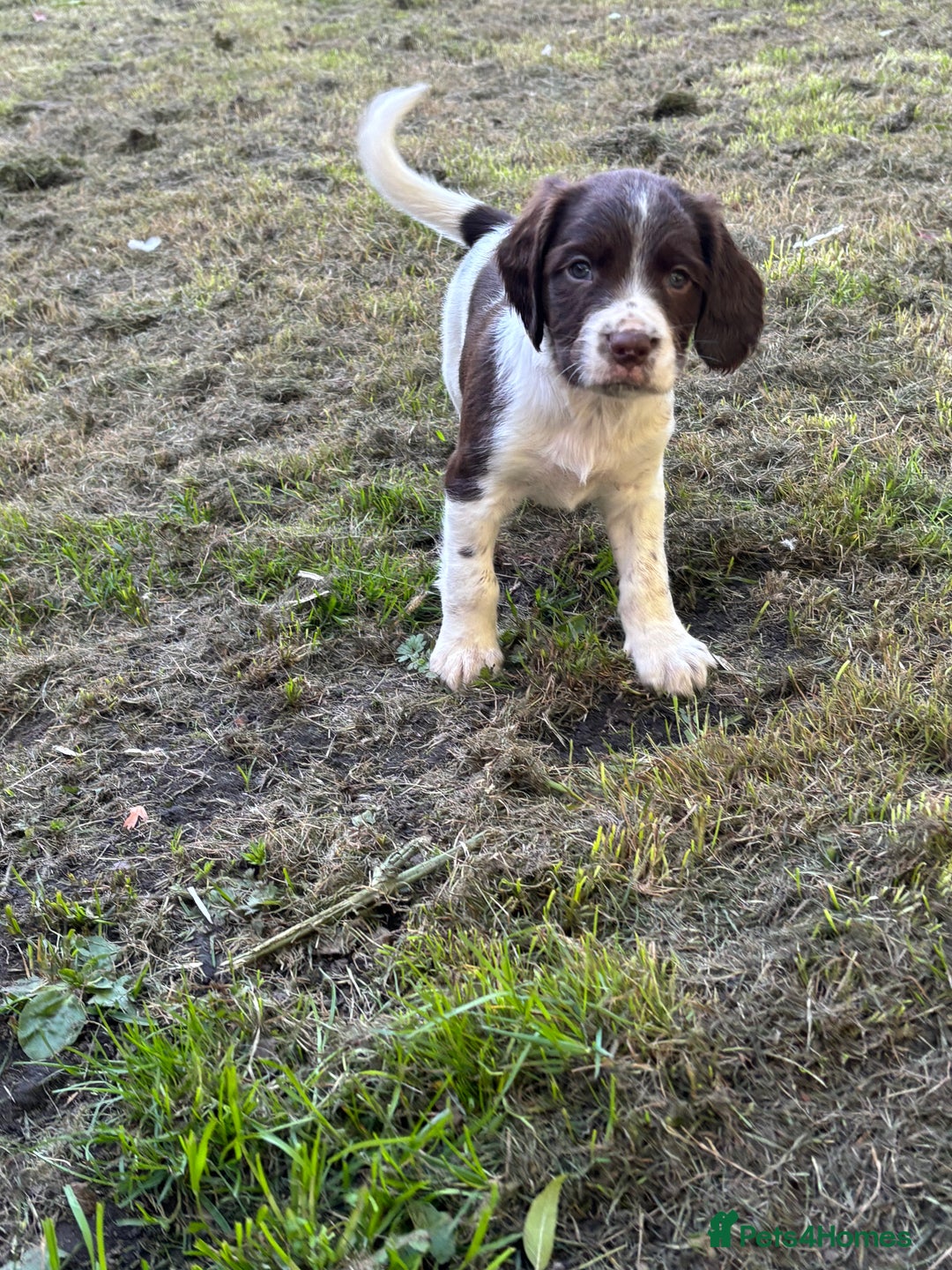 English Springer Spaniel dogs for sale: Gorgeous English Springer spaniel puppies - Image 11