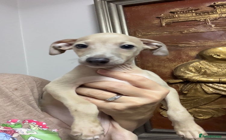 Italian Greyhound dogs - Advert 1