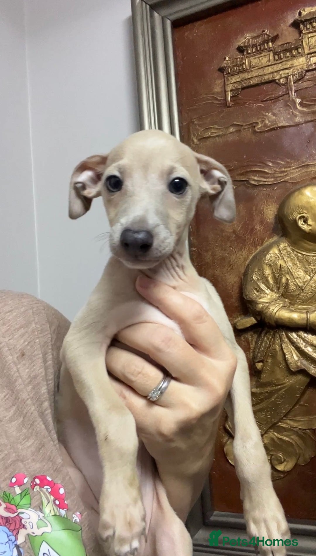 Italian Greyhound dogs for sale: Stunning Pedigree Italian Greyhounds Cream & Fawn  - Image 1