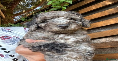Cavapoo dogs - Advert 10