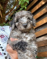 Cavapoo dogs - Advert 10