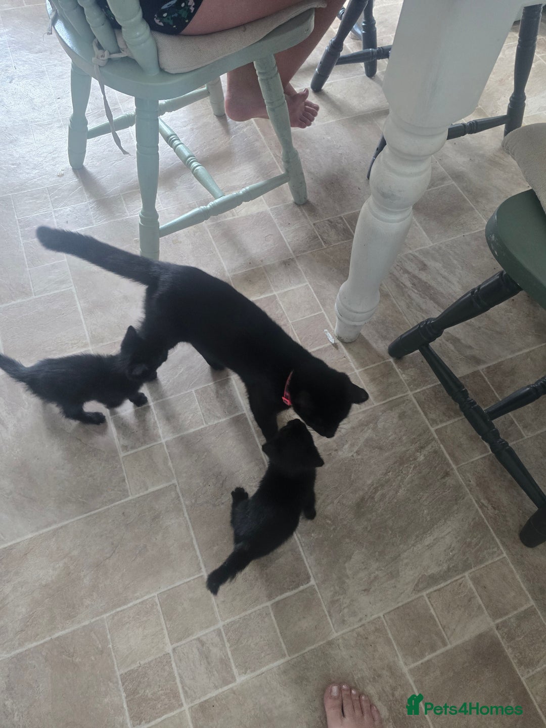 Mixed Breed cats for sale: Male kittens  - Image 4