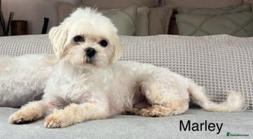 Maltese dogs - Advert 4