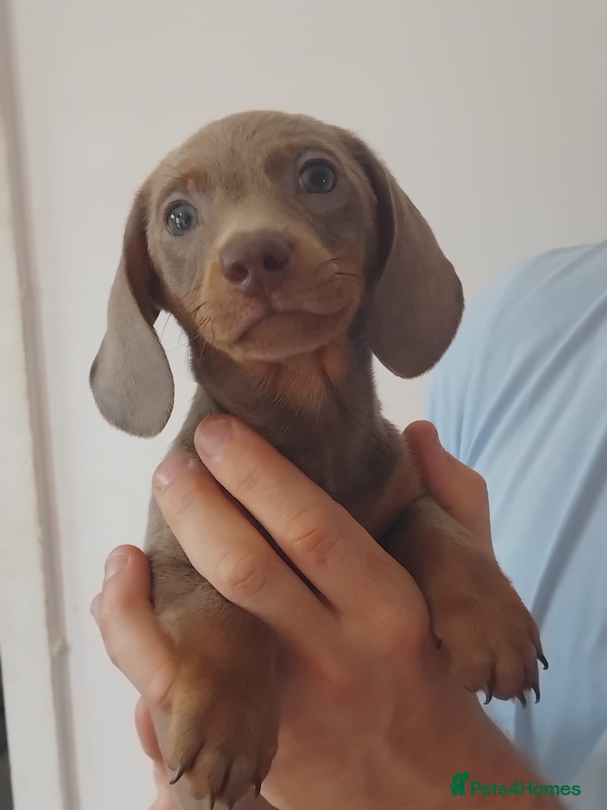 Dachshund dogs 6 little dachunds for sale  - Advert 5