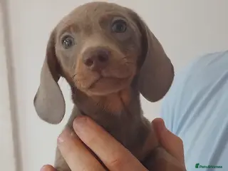 Dachshund dogs 6 little dachunds for sale - Advert 5