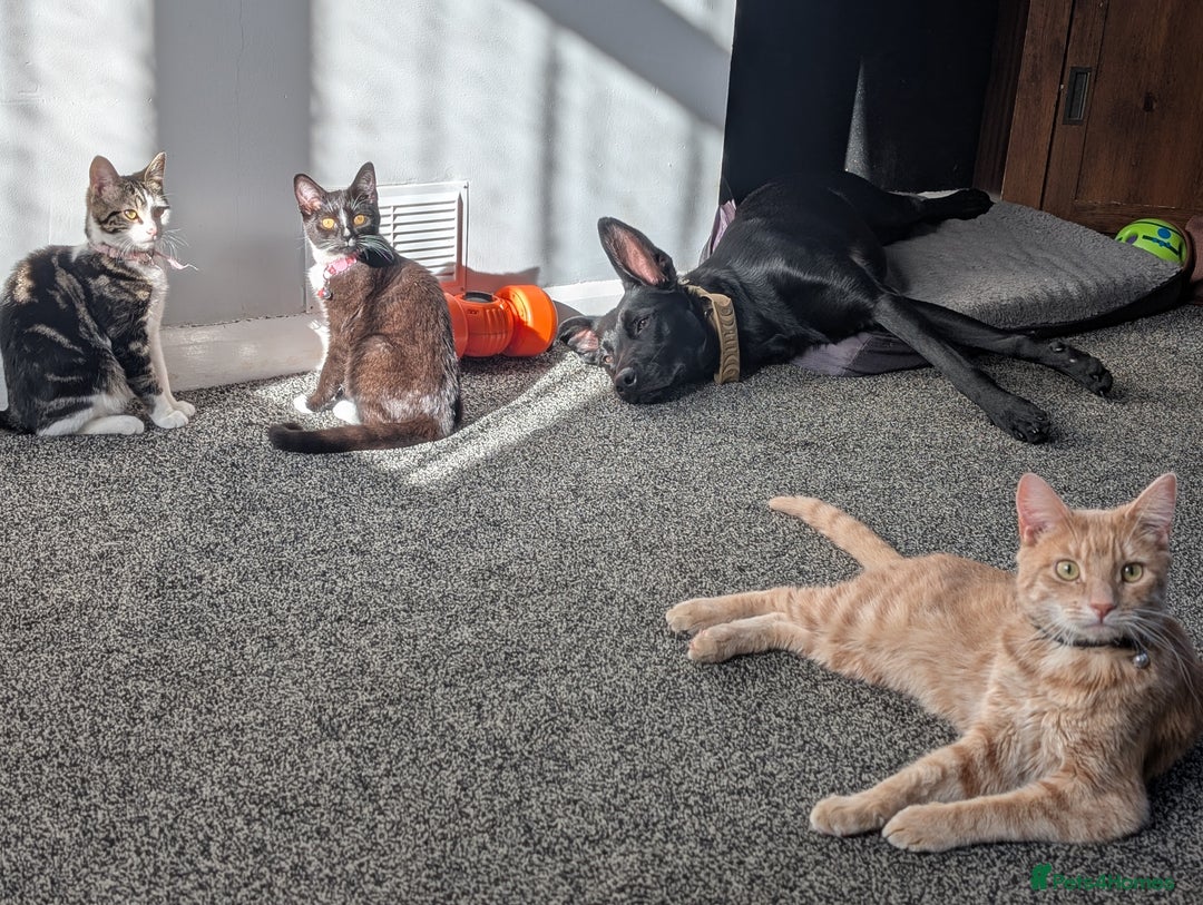 Mixed Breed cats for sale: 3 beautiful cats  - Image 2