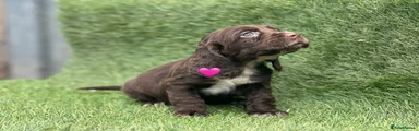 Cocker Spaniel 3