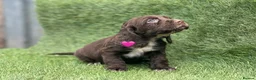 Cocker Spaniel dogs for sale: Beautiful Cocker Spaniel Puppies - Advert 15
