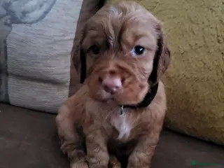 Cocker Spaniel dogs Working Cocker Spaniel Pups - Advert 13