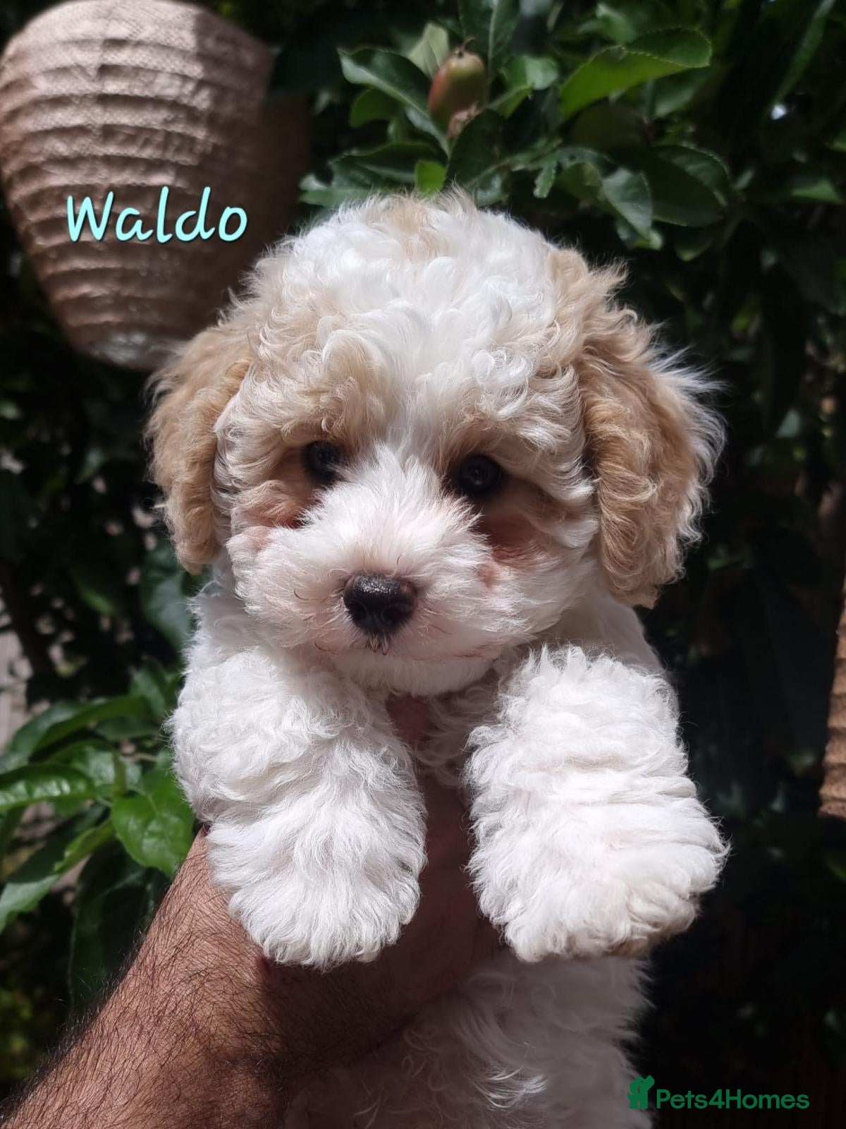Shihpoo dogs ❤️Beautiful Shihpoo's❤️ - Advert 2