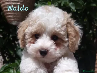 Shihpoo dogs ❤️Beautiful Shihpoo's❤️ - Advert 2
