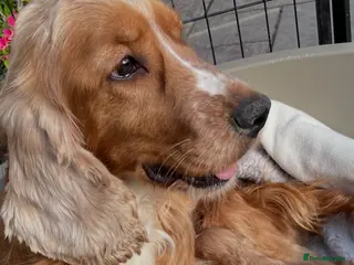 Cockapoo dogs Beautiful Cockapoo puppies - Advert 4