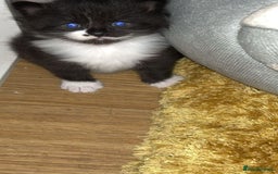 Mixed Breed cats for sale: Kittens for sale - Image 3
