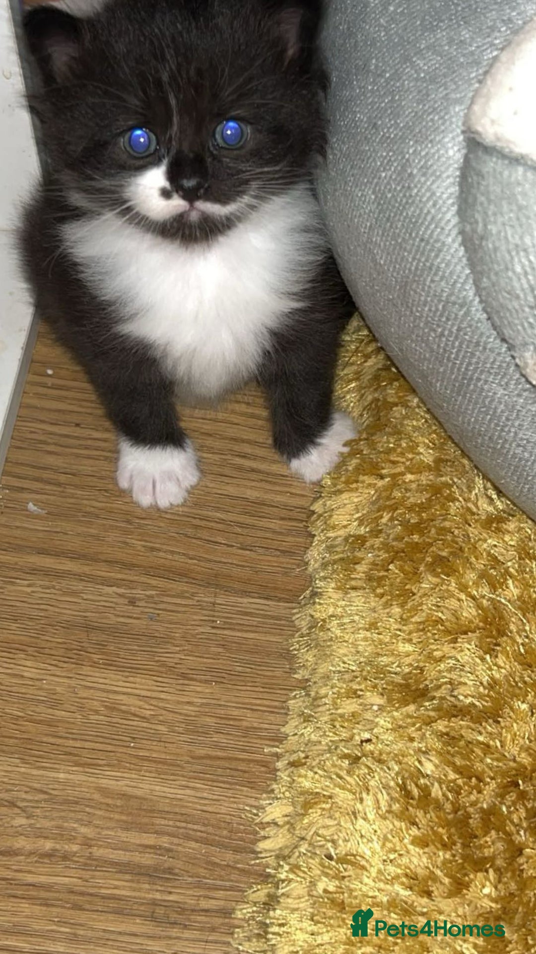 Mixed Breed cats for sale: Kittens for sale - Image 3