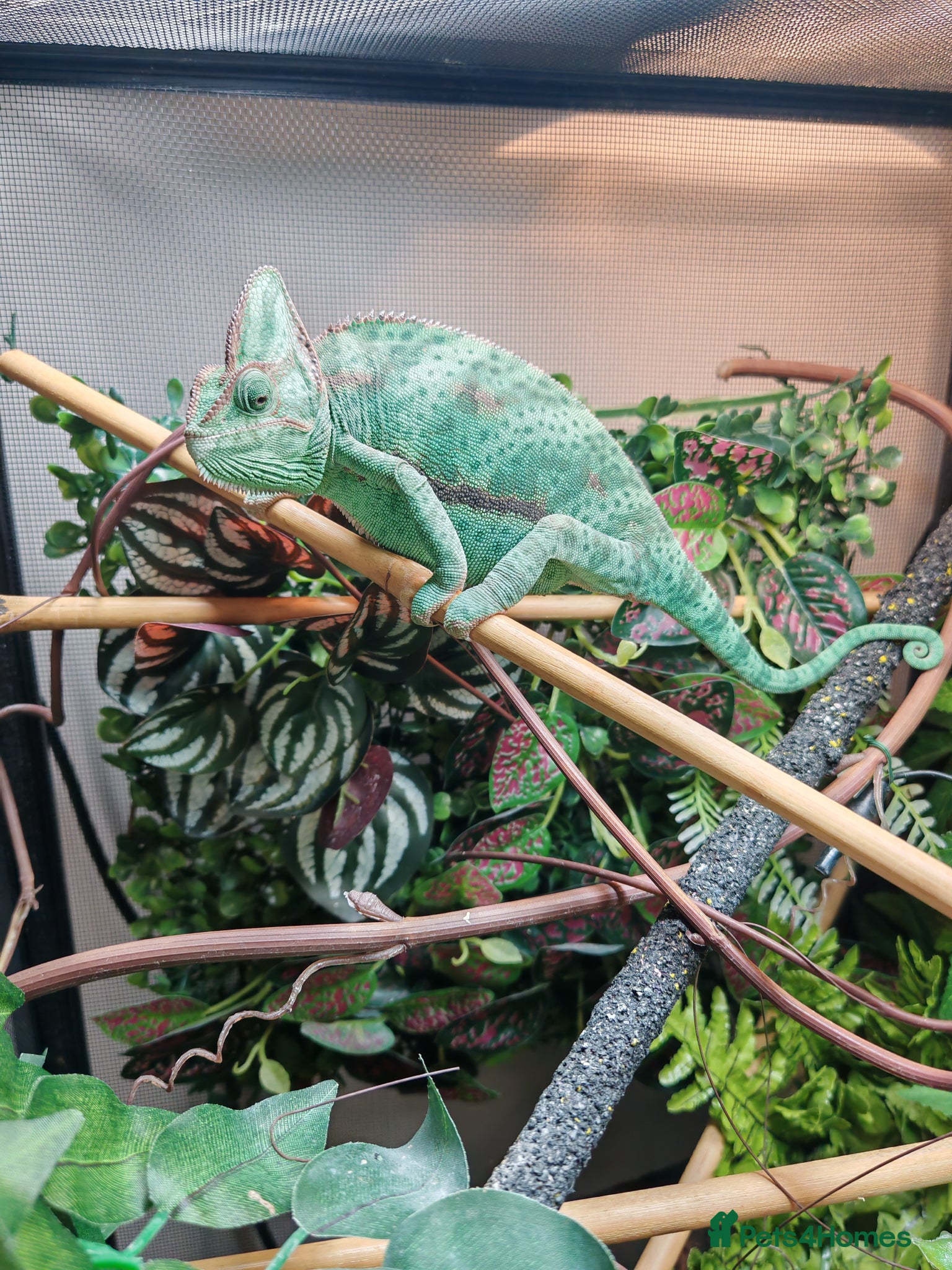 Chameleon reptiles Female Veiled Chameleon with set up - Advert 10
