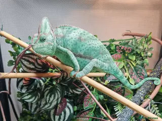 Chameleon reptiles Female Veiled Chameleon with set up - Advert 10