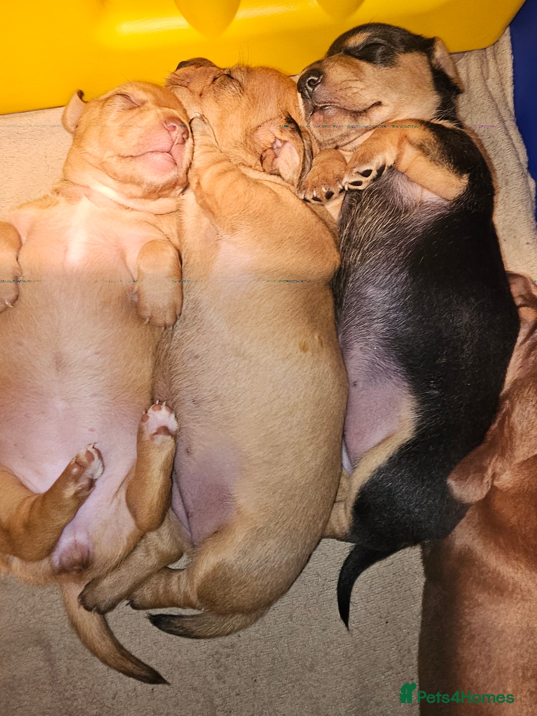 Dachshund dogs for sale: Dachshund puppies - Advert 6