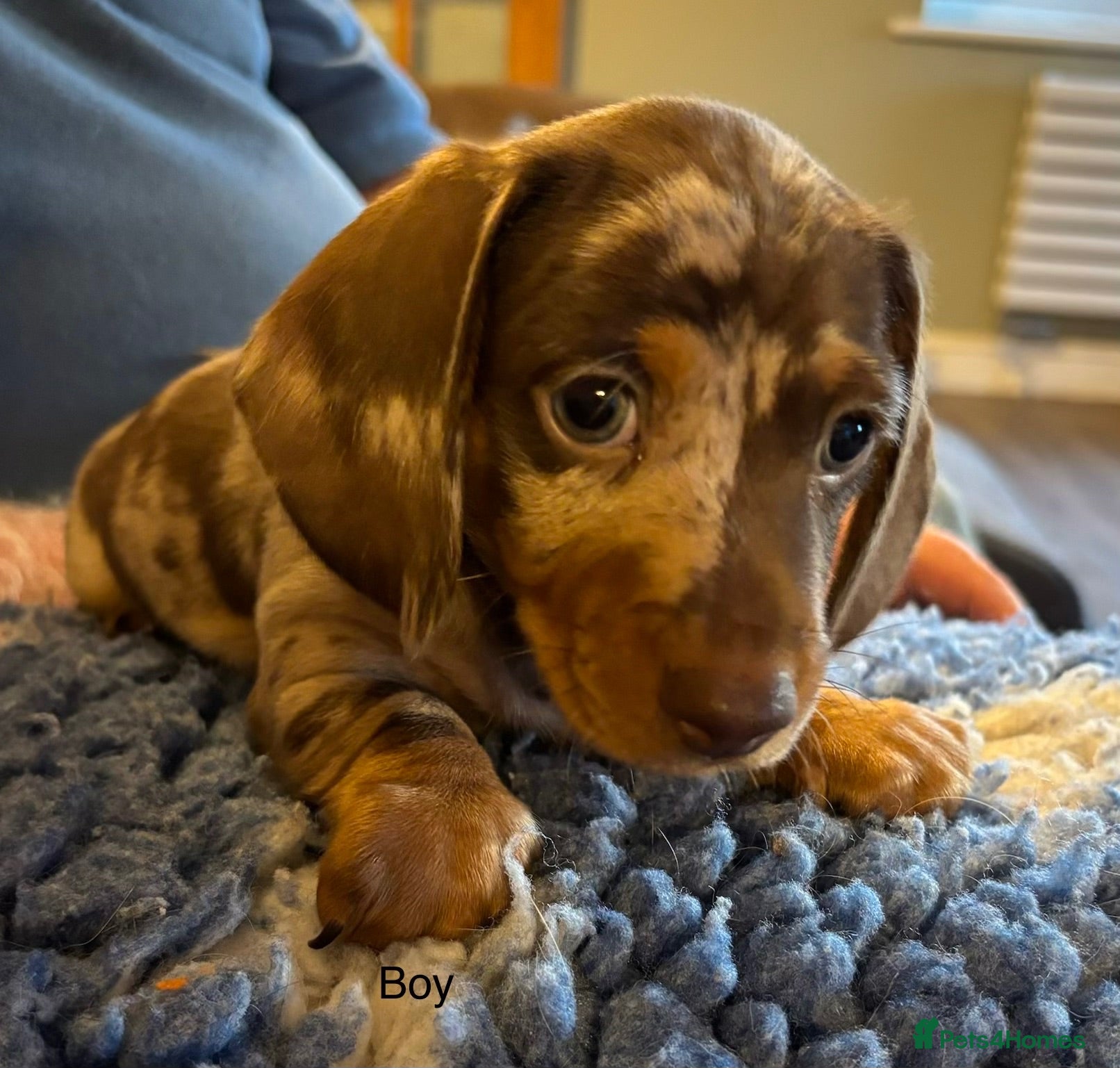 Miniature Dachshund dogs Gorgeous Litter of Miniature Dachshund Puppies - Advert 2