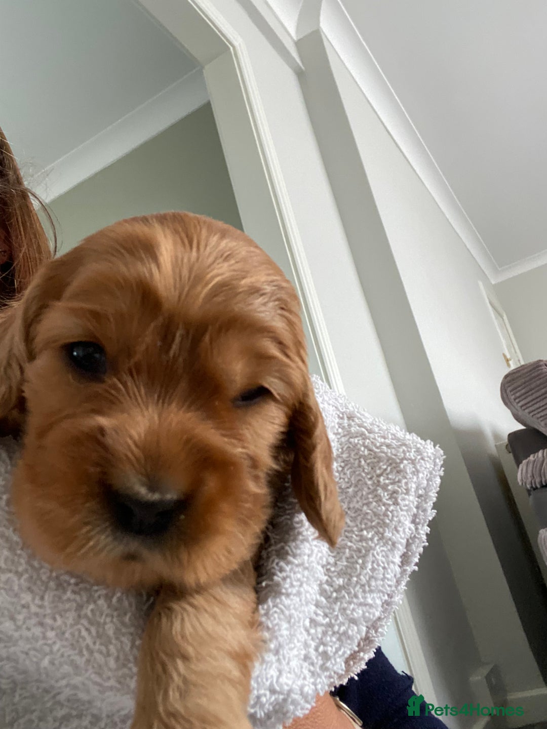 Cocker Spaniel dogs for sale: KC Sable show type Cocker spaniel puppies - Image 10