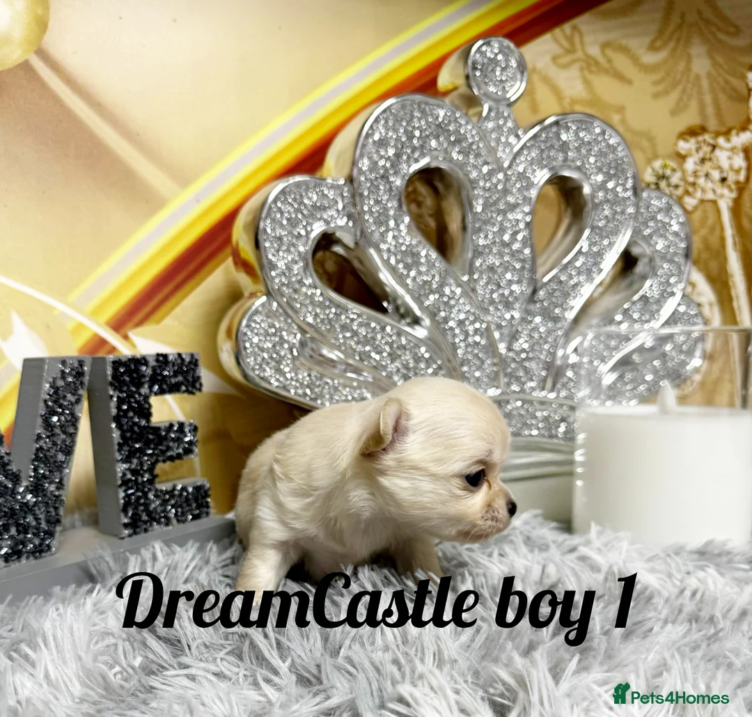 Chihuahua dogs for sale: KC reg Long coat boys available  - Advert 3