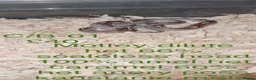 Corn Snake reptiles for sale: Baby corn snakes  - Advert 4
