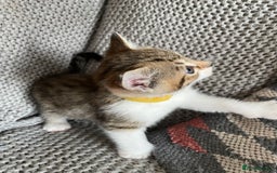 European cats for sale: Beautiful Tabby kittens  - Image 10
