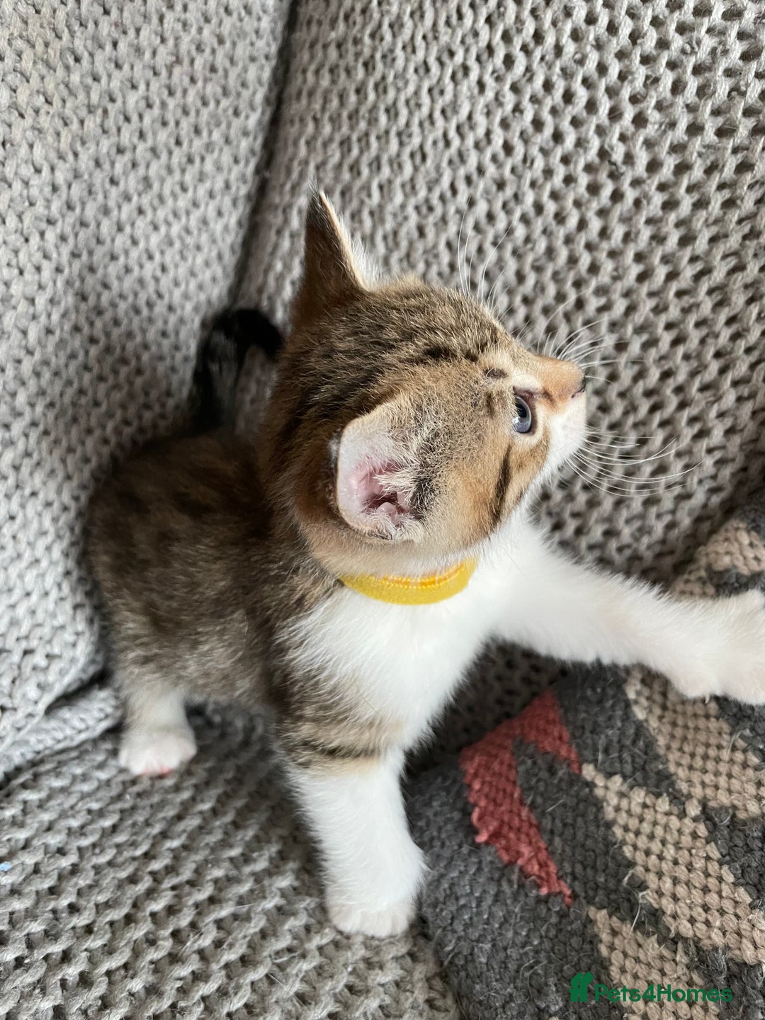 European cats for sale: Beautiful Tabby kittens  - Image 10