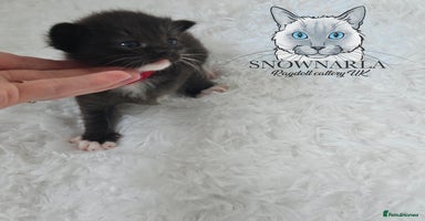 Ragdoll cats - Advert 12