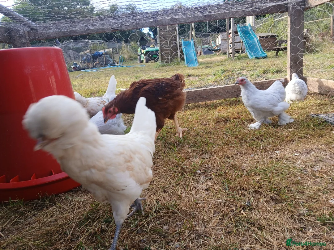Chickens poultry for sale: Young bantam pullets - Advert 1