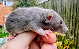 Rat rodents for sale: Fancy,Dumbo,Siamese & Rex ( NEW LITTERS AVAILABLE) - Advert 23