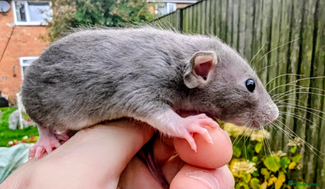 Rat rodents for sale: Fancy,Dumbo,Siamese & Rex ( NEW LITTERS AVAILABLE) - Advert 23