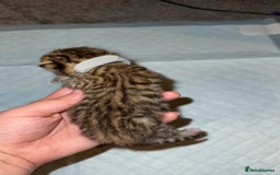 Bengal cats for sale: 10 Beautiful Bengal Kittens - Image 7