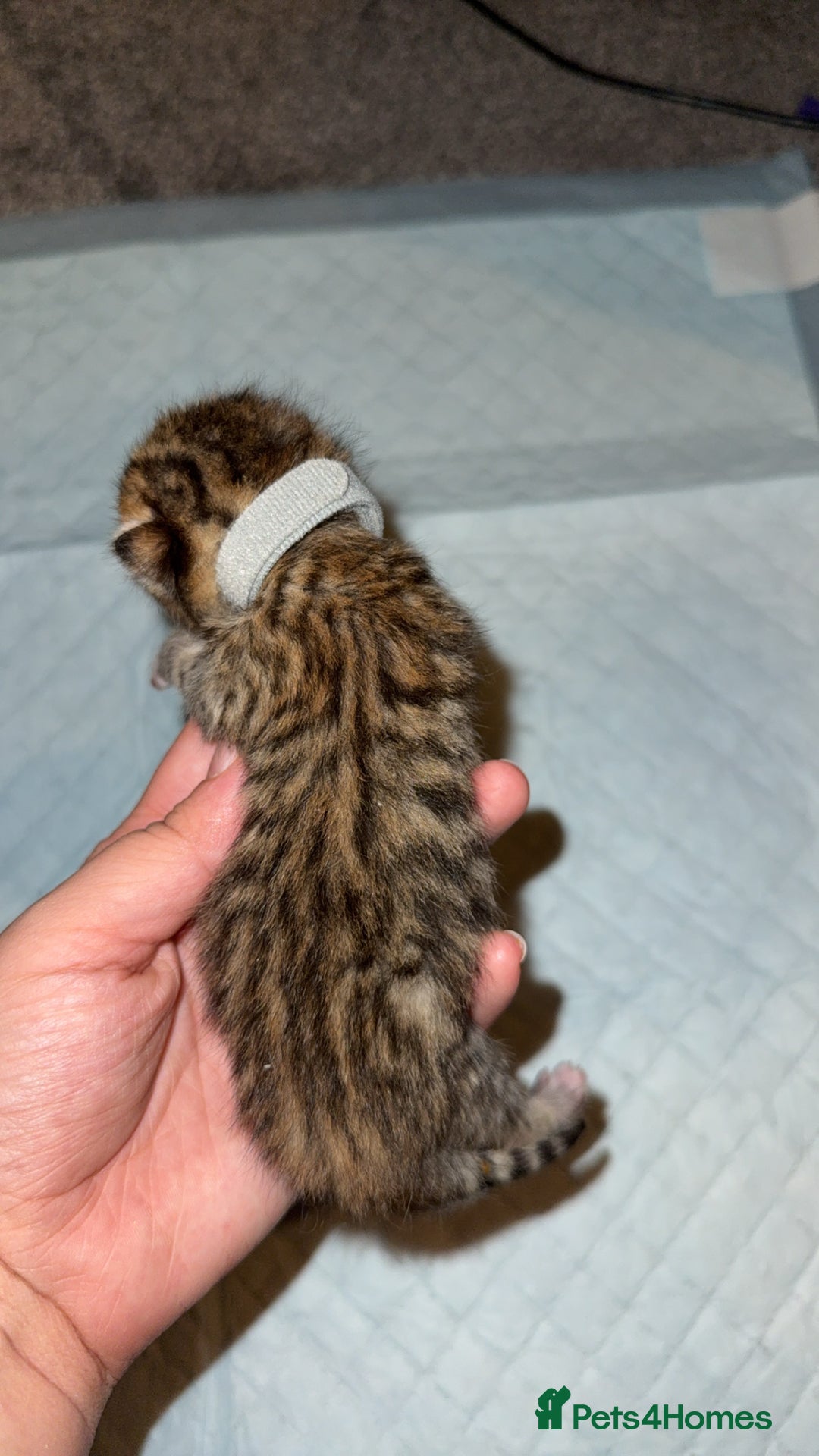 Bengal cats for sale: 10 Beautiful Bengal Kittens - Image 7