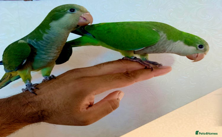 Parakeets birds - Advert 3