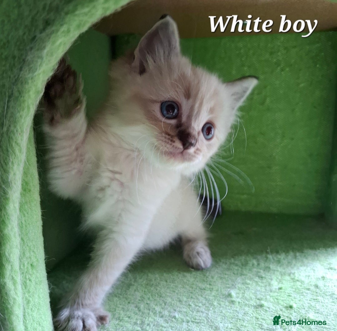 Ragdoll cats for sale: GCCF Gorgeous Pure Pedigree Ragdoll Kittens - Image 15