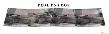 British Shorthair 3