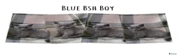 British Shorthair cats for sale: BSH and 1 BLH kittens forsale  - Advert 9