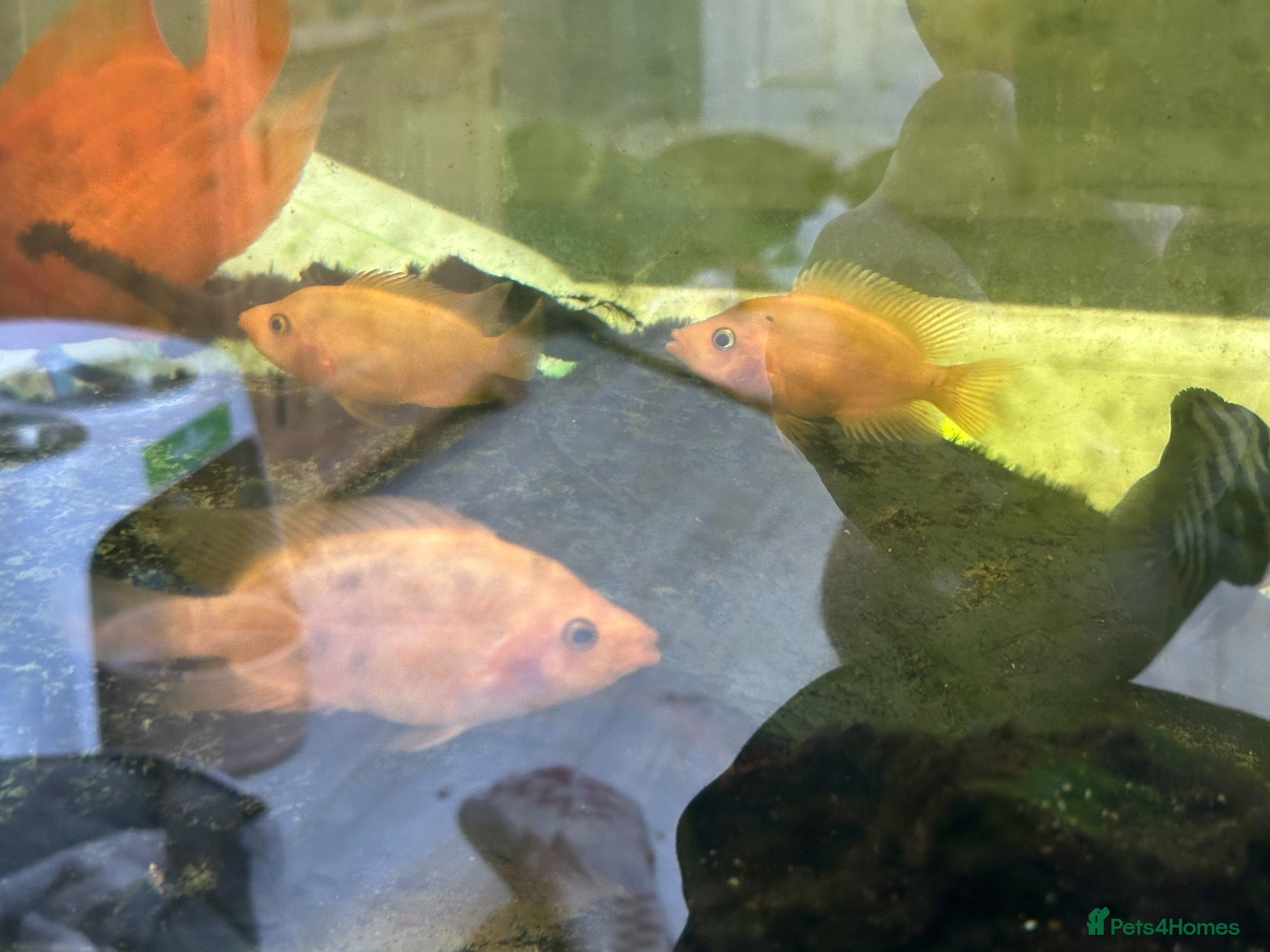 Cichlids fish Midas cichlid fish  - Advert 5