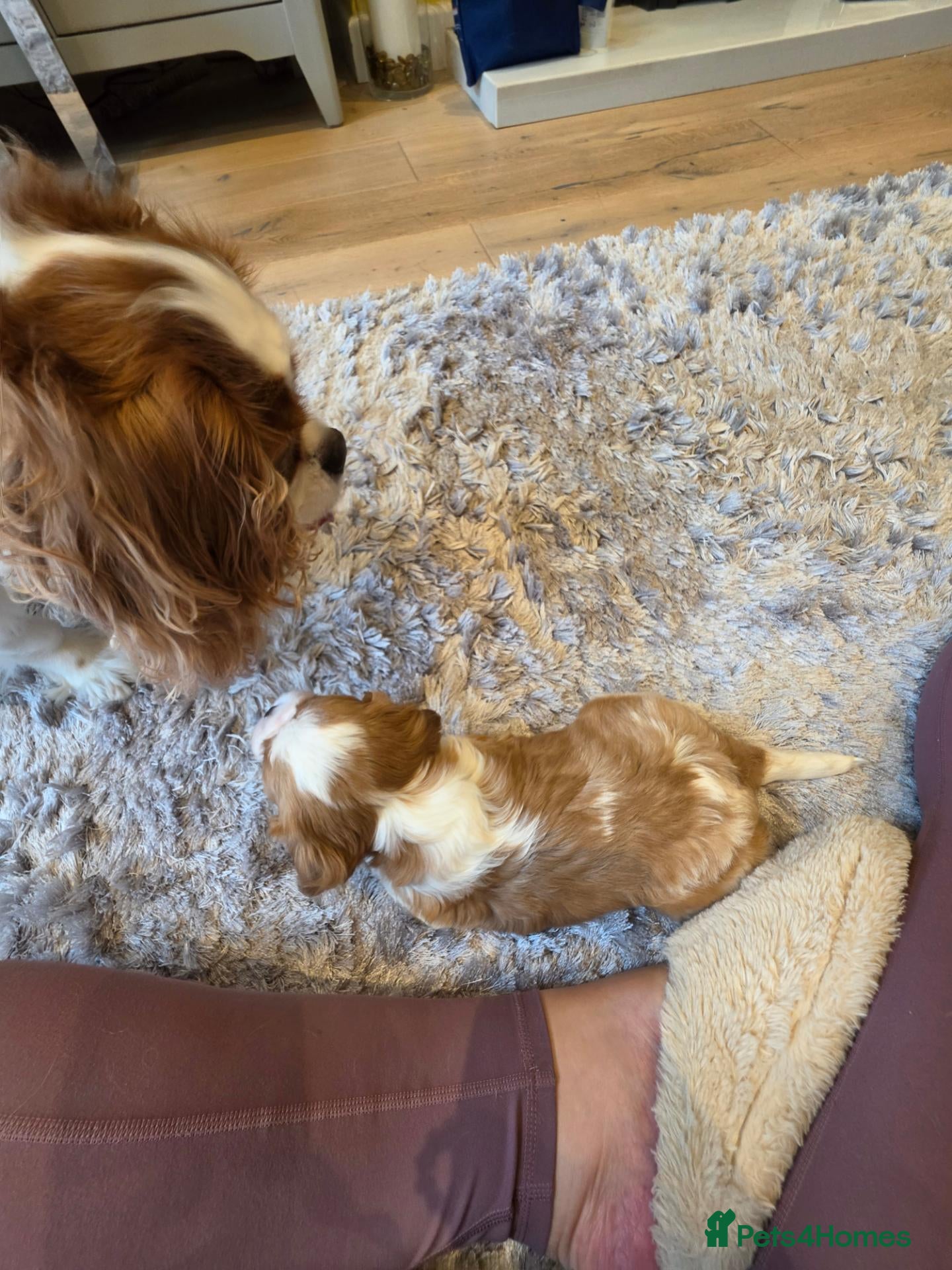 Cavalier King Charles Spaniel dogs Beautiful Cavalier KCS Boy - KC Reg Health Tested - Advert 2