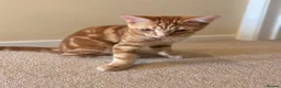 Mixed Breed cats for sale: Ginger Tabby Kitten – 5 Months Old in London - Advert 8