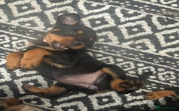 Rottweiler dogs for sale: Beautiful chunky Rottweiler pups in Belfast - Image 12
