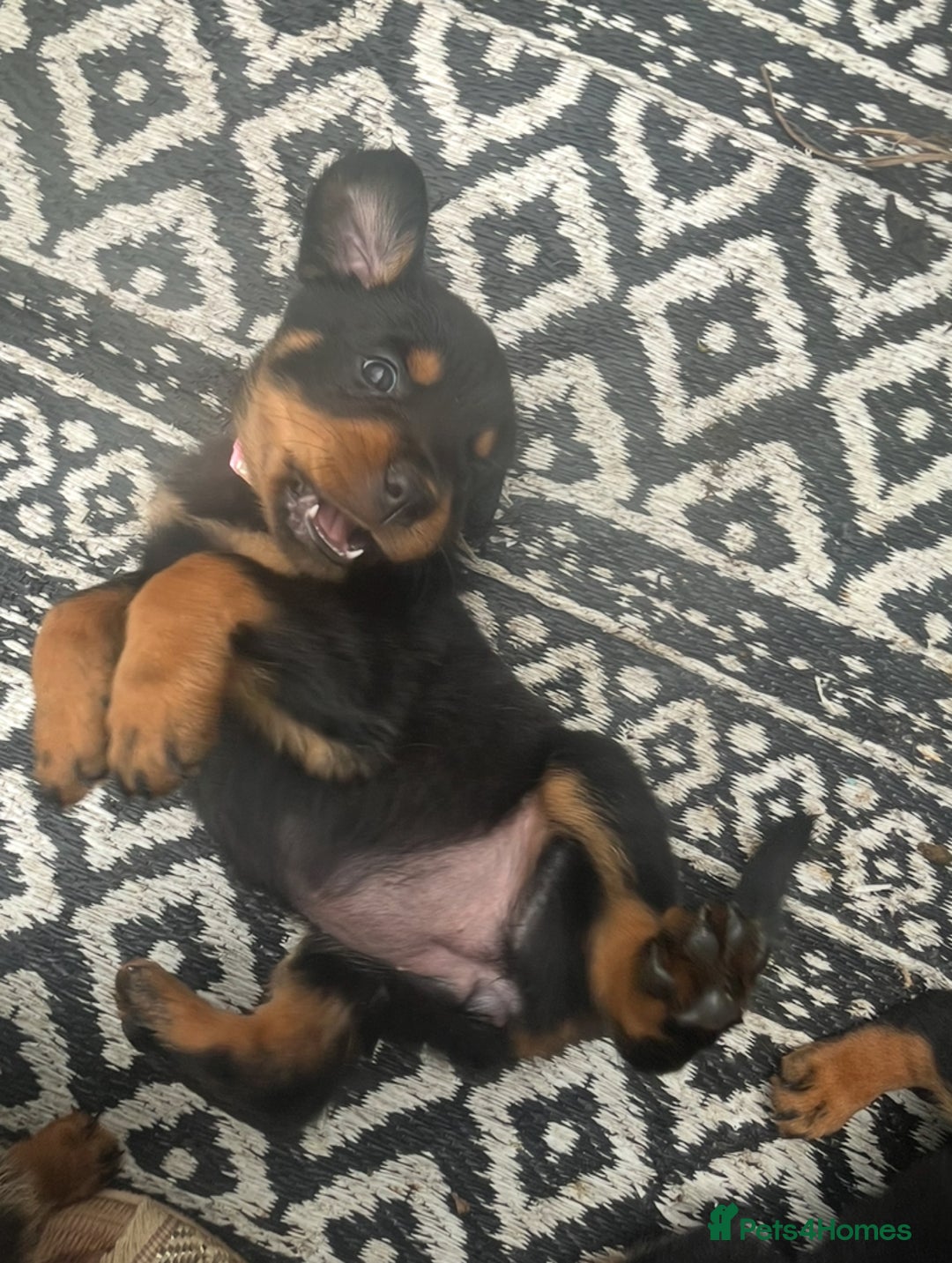 Rottweiler dogs for sale: Beautiful chunky Rottweiler pups in Belfast - Image 12