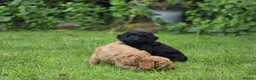 Cockapoo dogs for sale: Cockapoo Pups - Fully Health Tested and vaccinated in Wigton - Advert 9