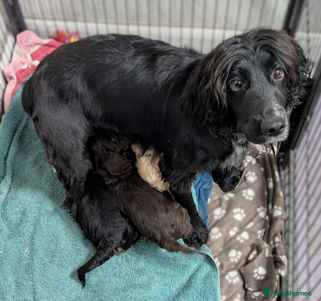 Cockapoo dogs for sale: Licensed breeder, health tested F1 cockapoo pups - Advert 30